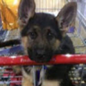 Meet your Posher, Max